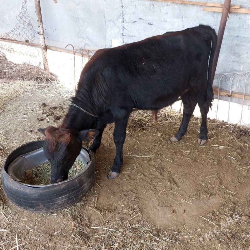 ókùz sygyr - Мары - img 3