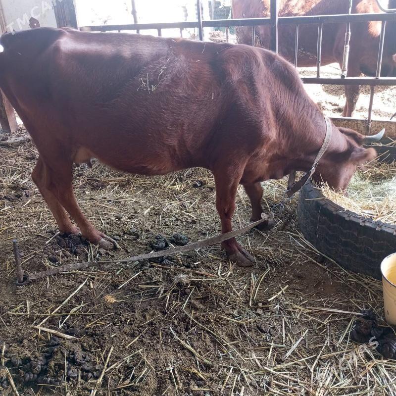 ókùz sygyr - Мары - img 2