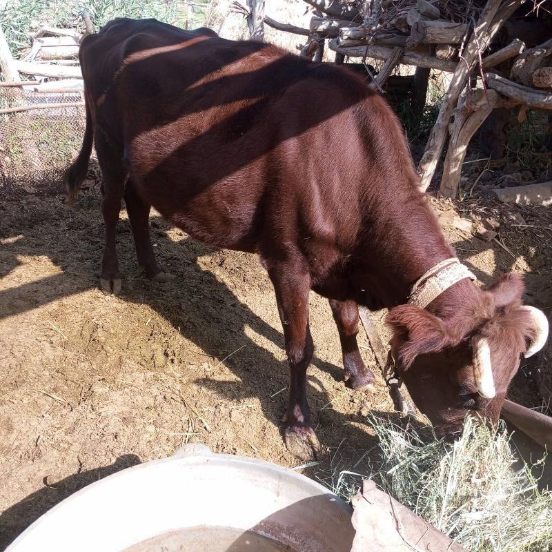 ókùz sygyr - Мары - img 4