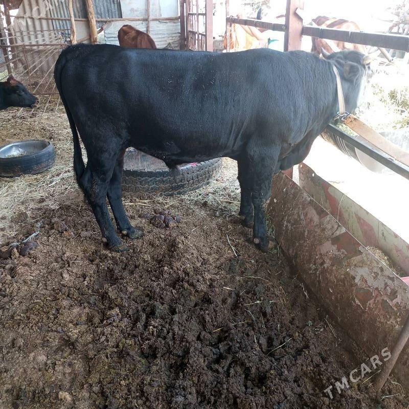 ókùz sygyr - Мары - img 5