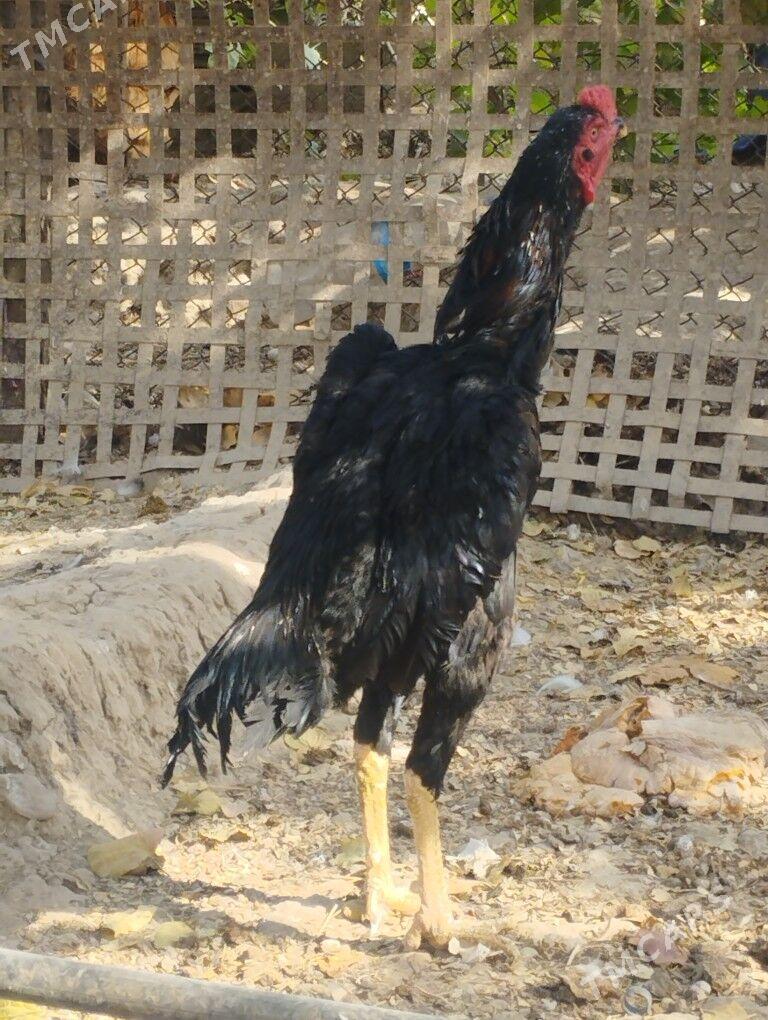 tasgent - Kaka - img 2