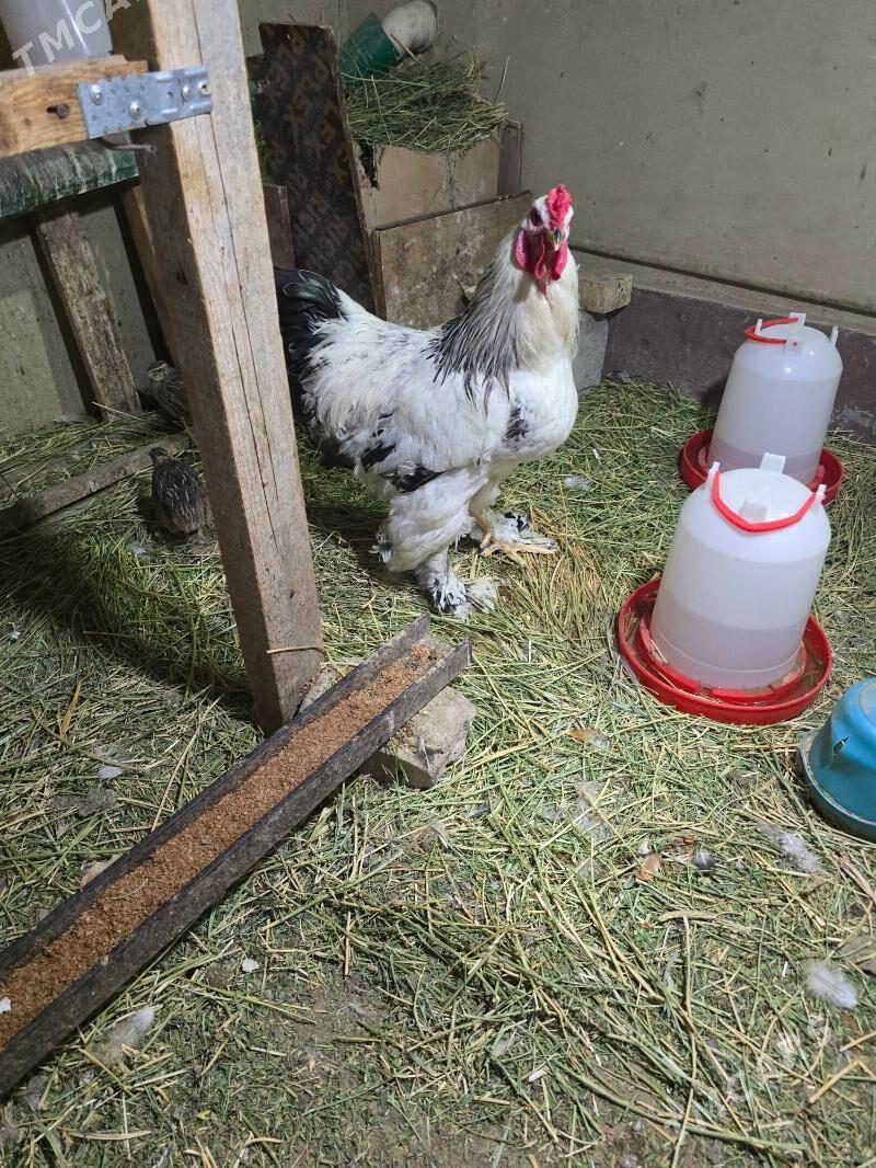 brama horaz - Чоганлы - img 2