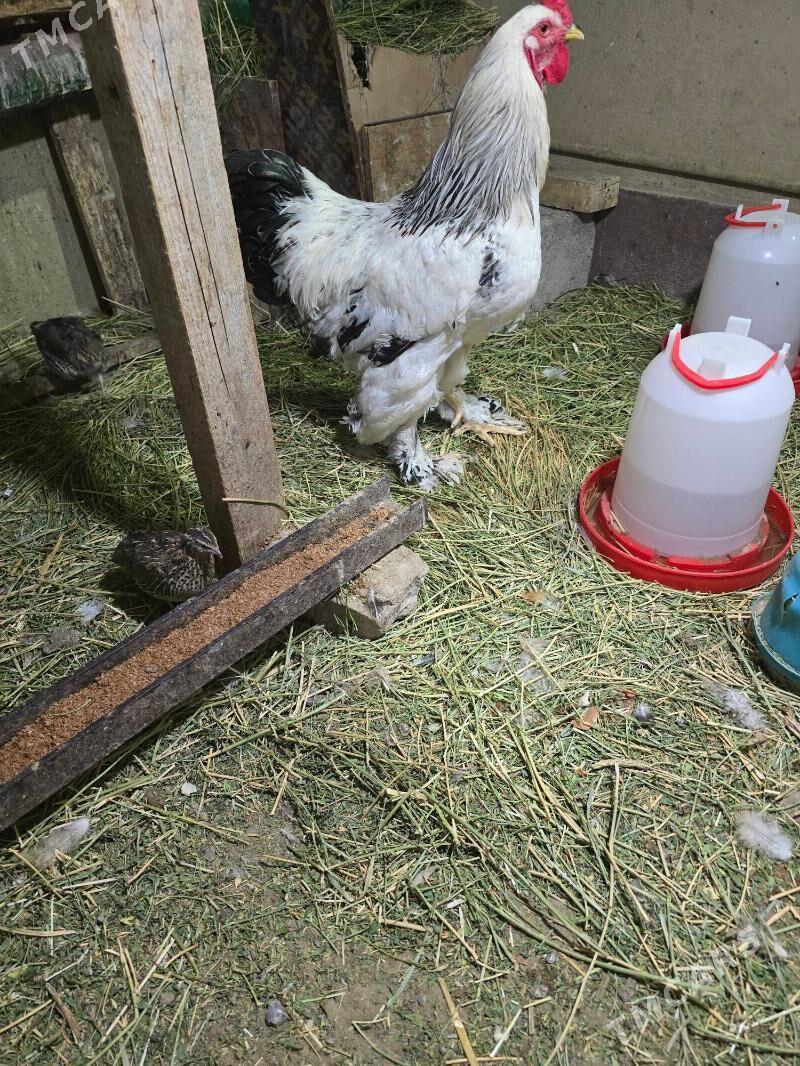 brama horaz - Чоганлы - img 3