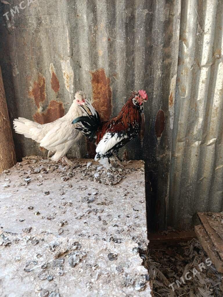 Troyka karlik - Türkmenabat - img 1
