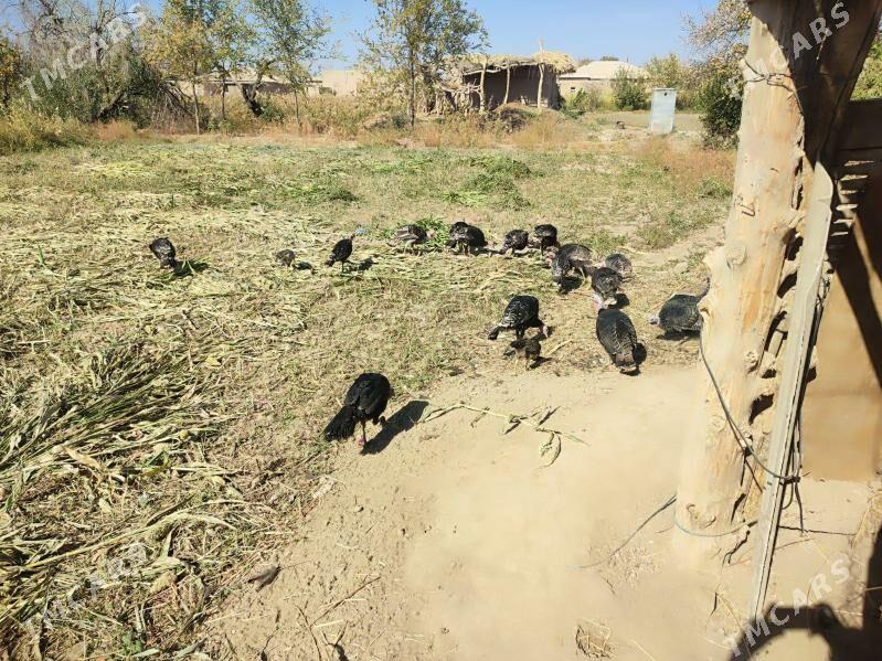 induj - Гурбансолтан Едже - img 3