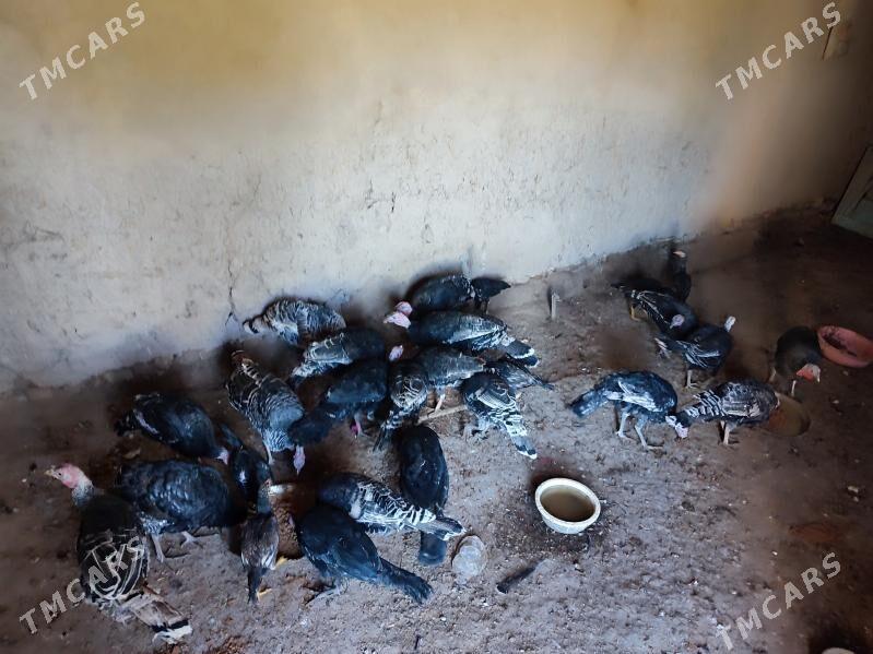 induj - Гурбансолтан Едже - img 2