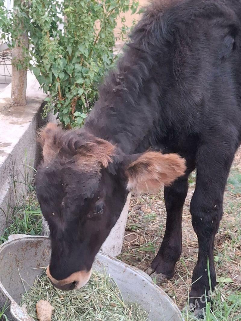 Şywes ökiz - Aşgabat - img 3