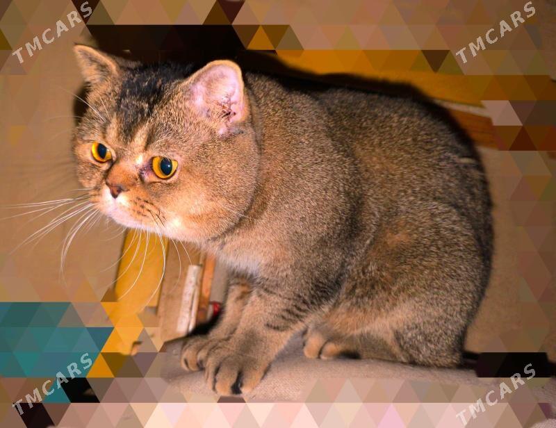 ЭЛИТНЫЙ ШОТЛАНДСКИЙ КОТ - Aşgabat - img 1