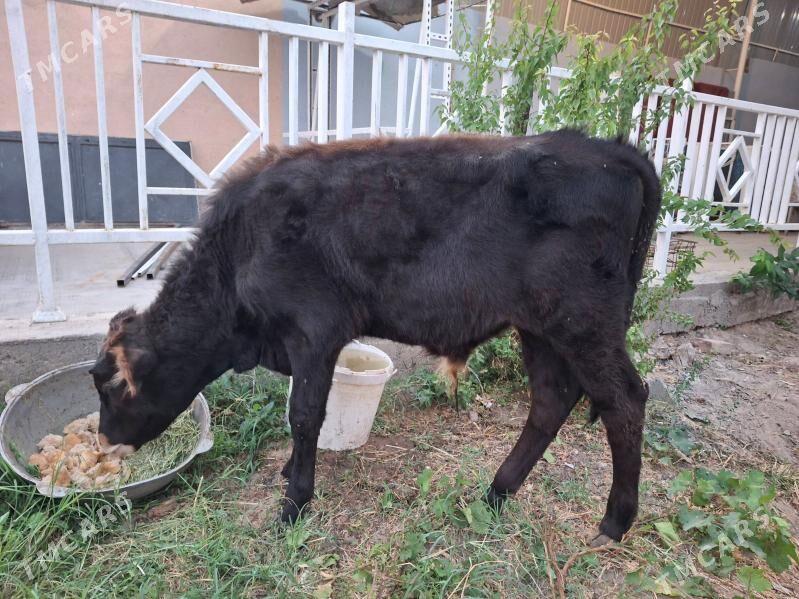 Şywes ökiz - Aşgabat - img 2