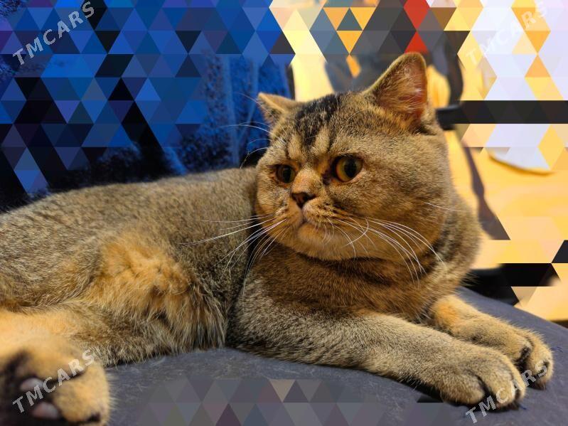 ЭЛИТНЫЙ ШОТЛАНДСКИЙ КОТ - Aşgabat - img 2