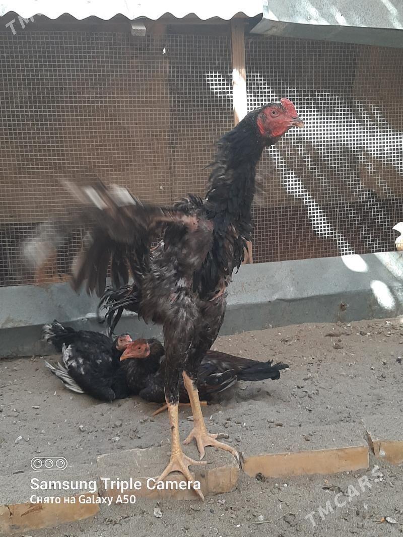 BAYSY HORAZ OZBEK BN KOREY - Байрамали - img 1