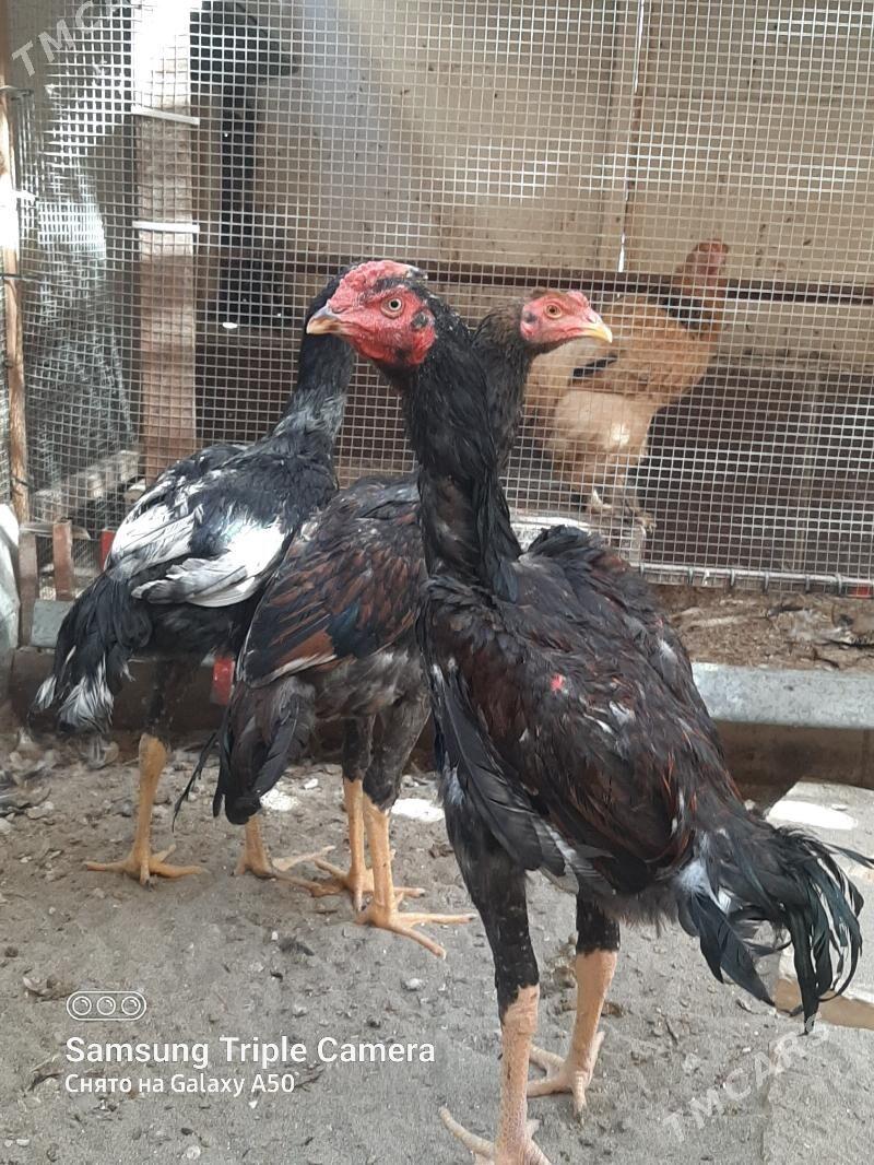 BAYSY HORAZ OZBEK BN KOREY - Байрамали - img 4