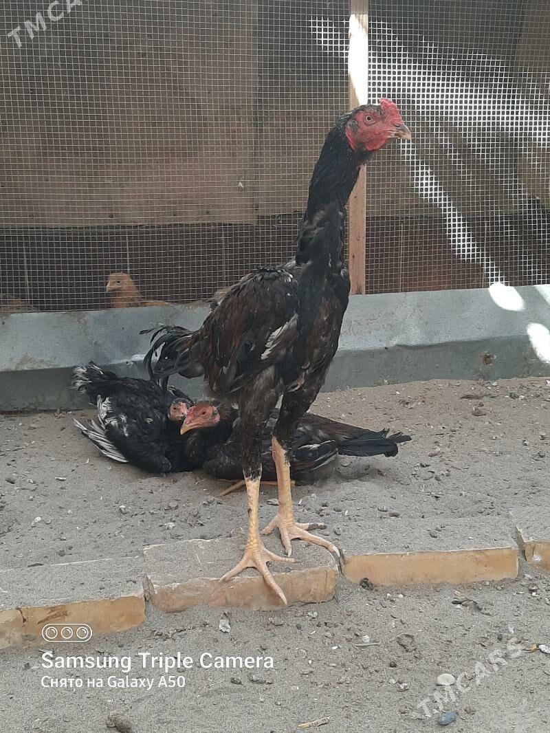 BAYSY HORAZ OZBEK BN KOREY - Байрамали - img 2