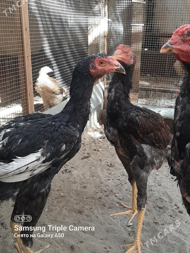 BAYSY HORAZ OZBEK BN KOREY - Байрамали - img 3