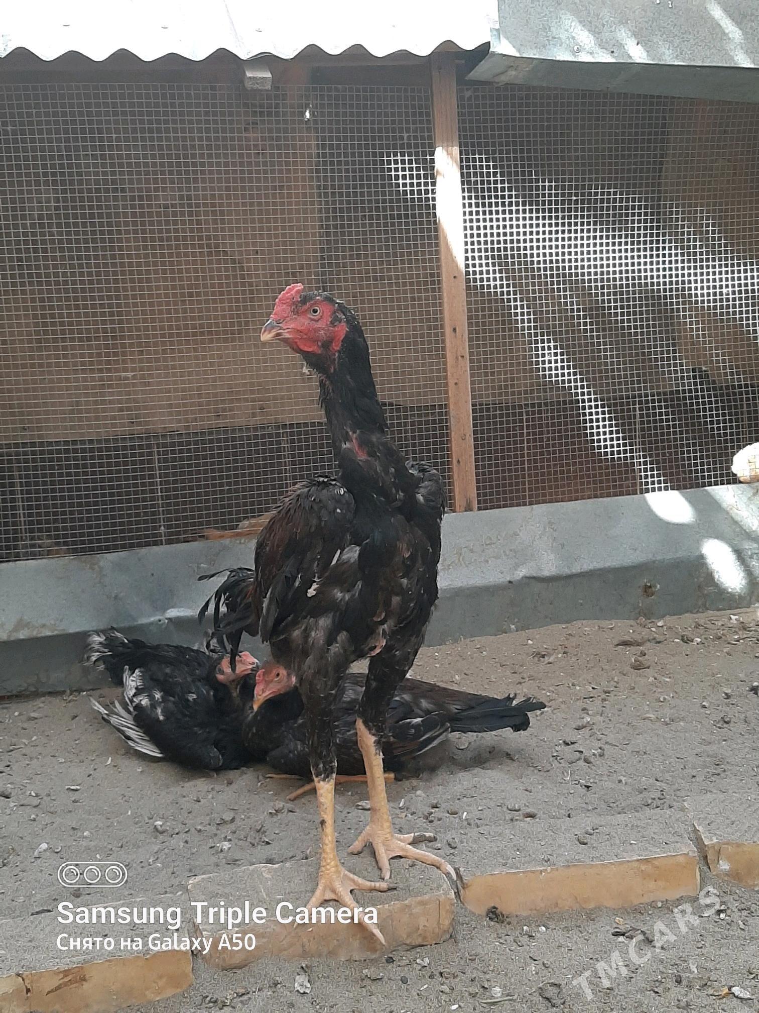 BAYSY HORAZ OZBEK BN KOREY - Байрамали - img 5