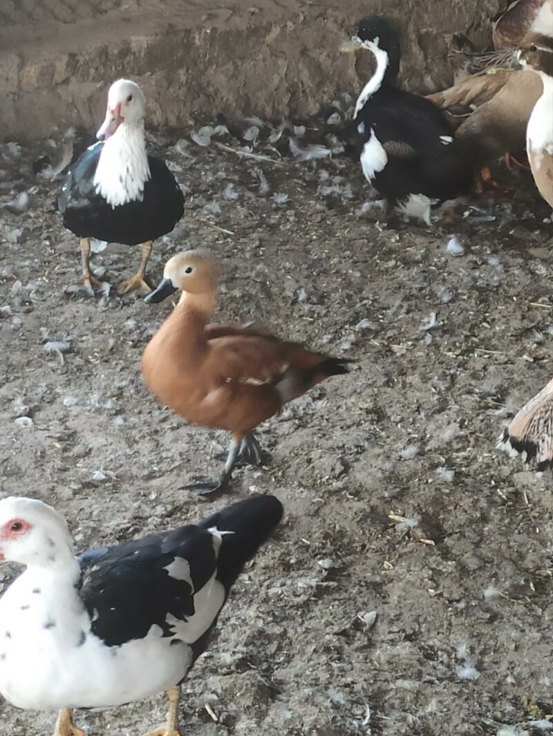 Angut ördek gaz - Байрамали - img 5