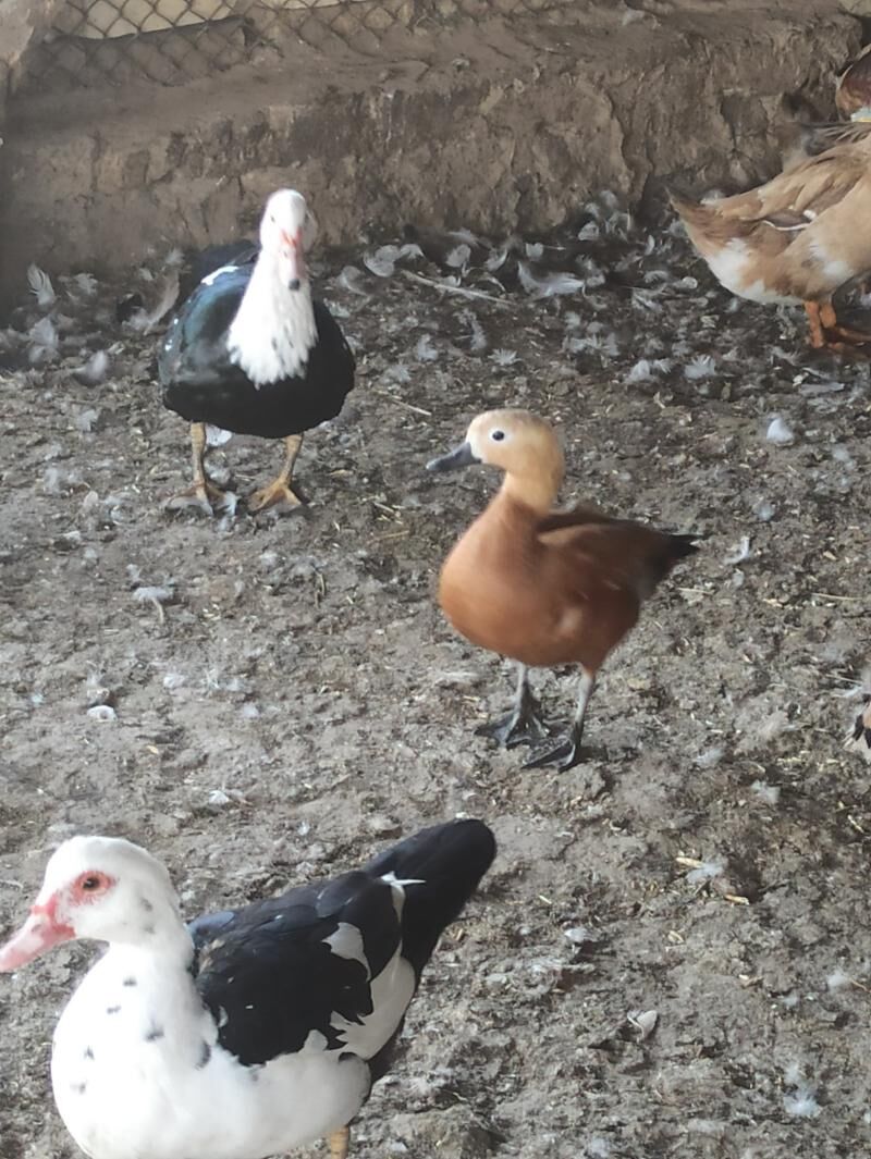 Angut ördek gaz - Байрамали - img 6