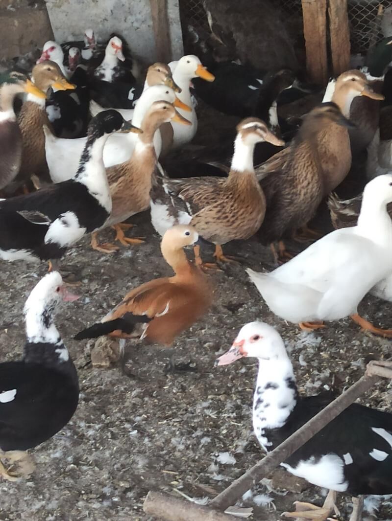 Angut ördek gaz - Байрамали - img 7