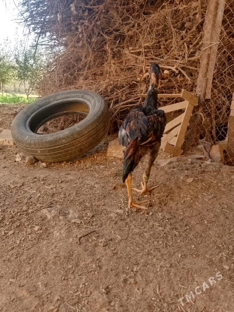 Satlyk bayes horaz - Wekilbazar - img 1