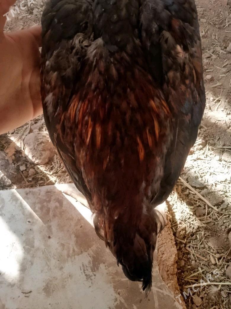 Satlyk bayes horaz - Wekilbazar - img 2