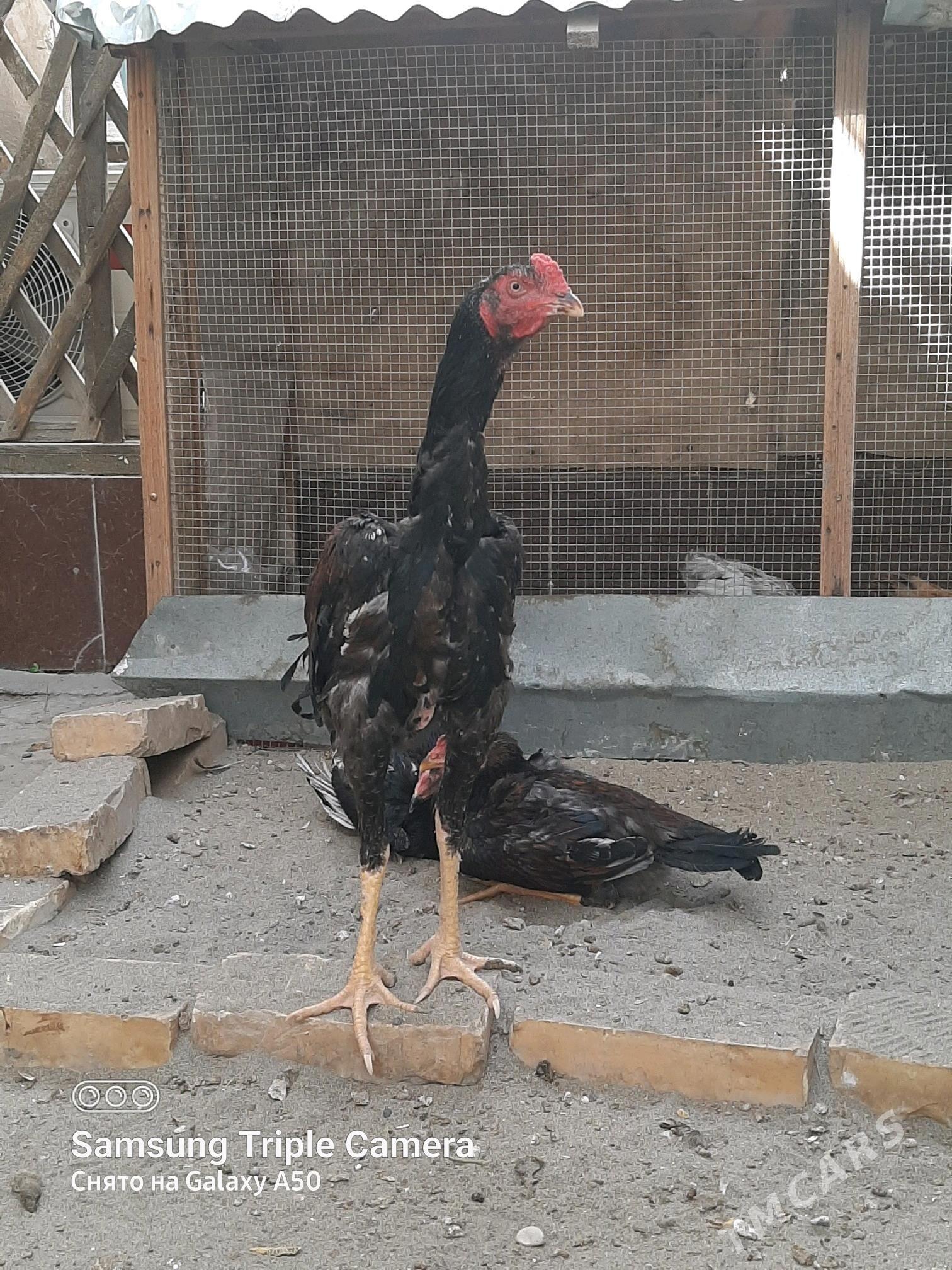 BAYSY HORAZ OZBEK BN KOREY - Байрамали - img 6