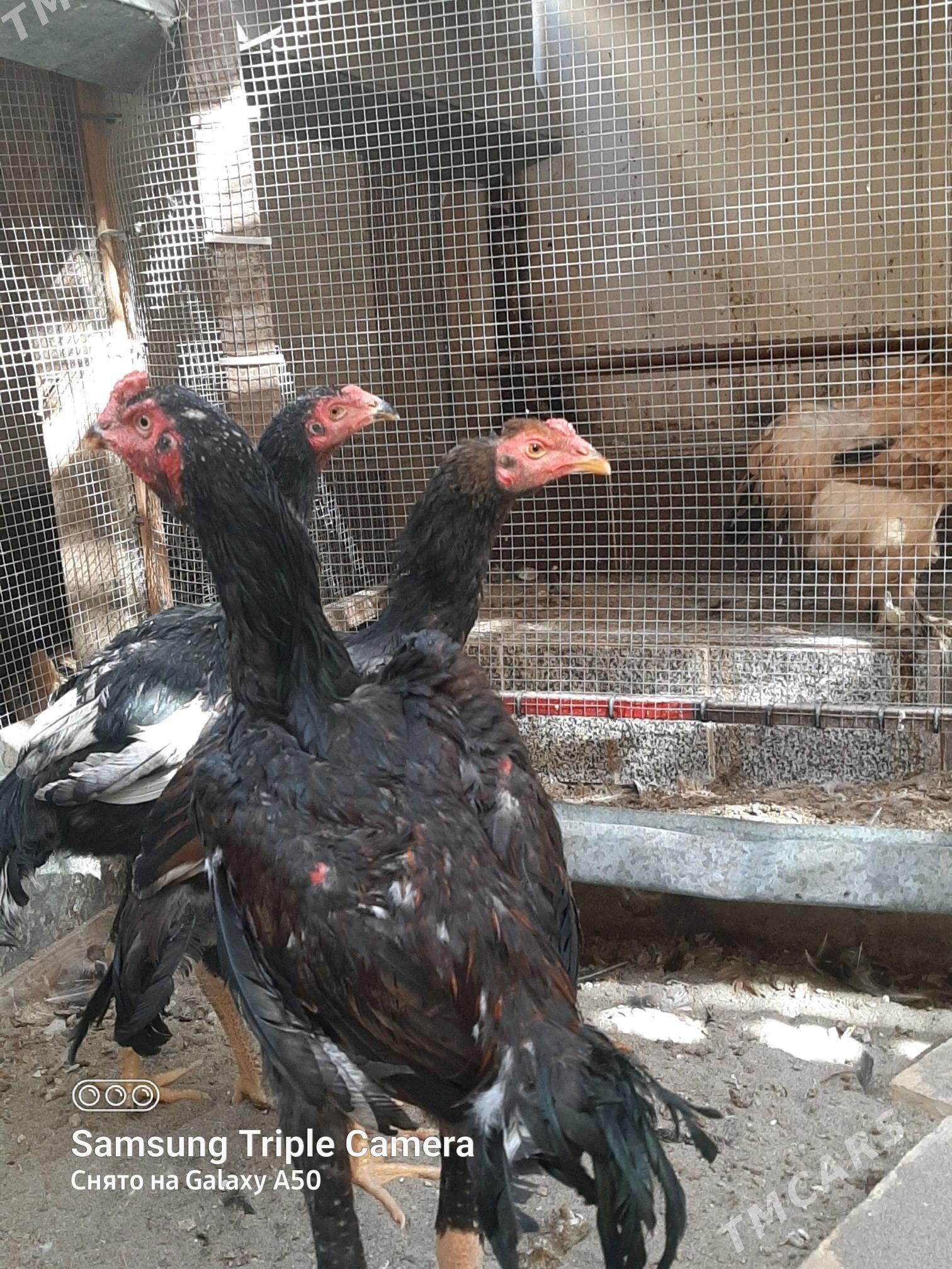 BAYSY HORAZ OZBEK BN KOREY - Байрамали - img 7