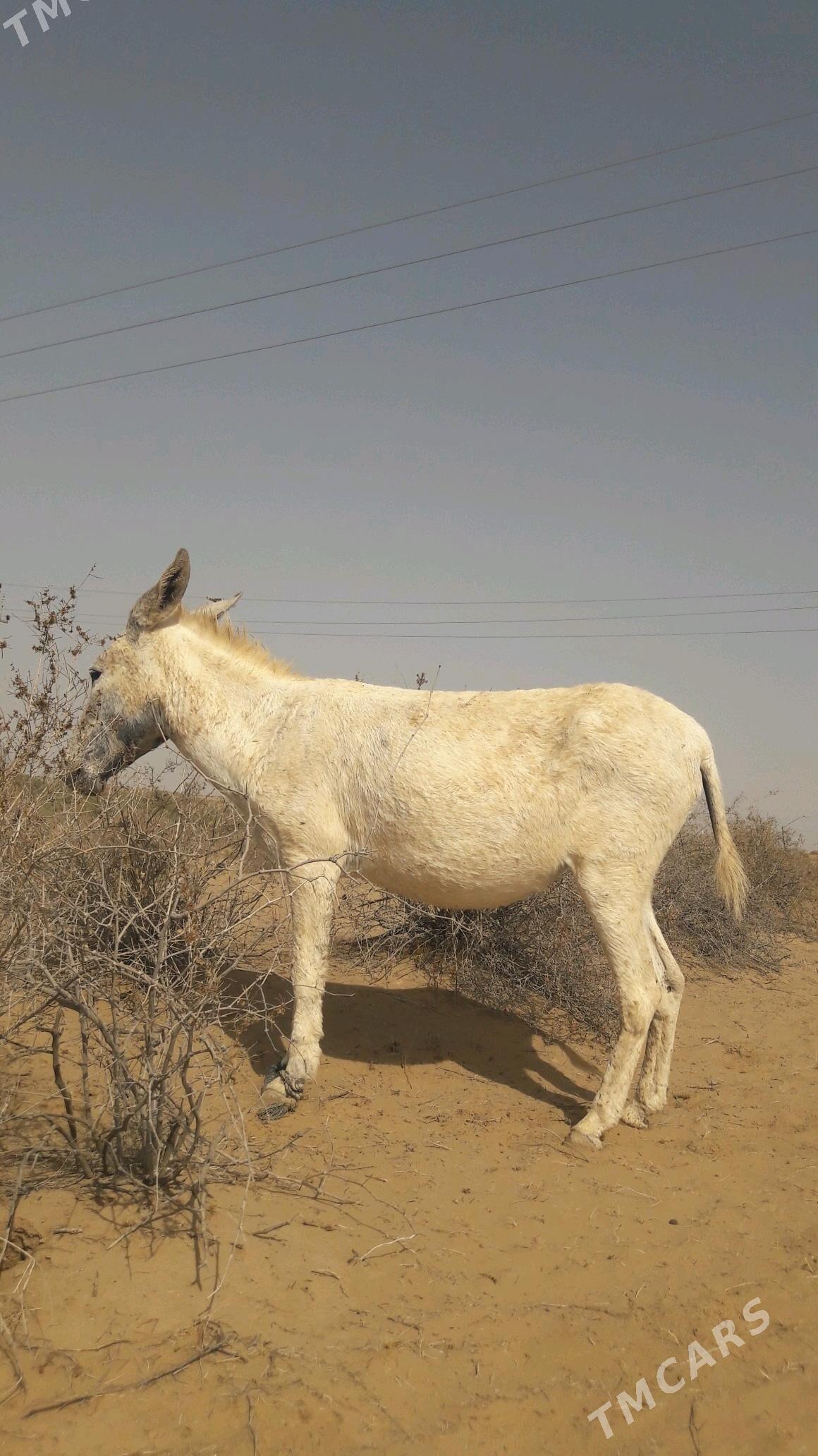 Eşek - Gökdepe - img 3