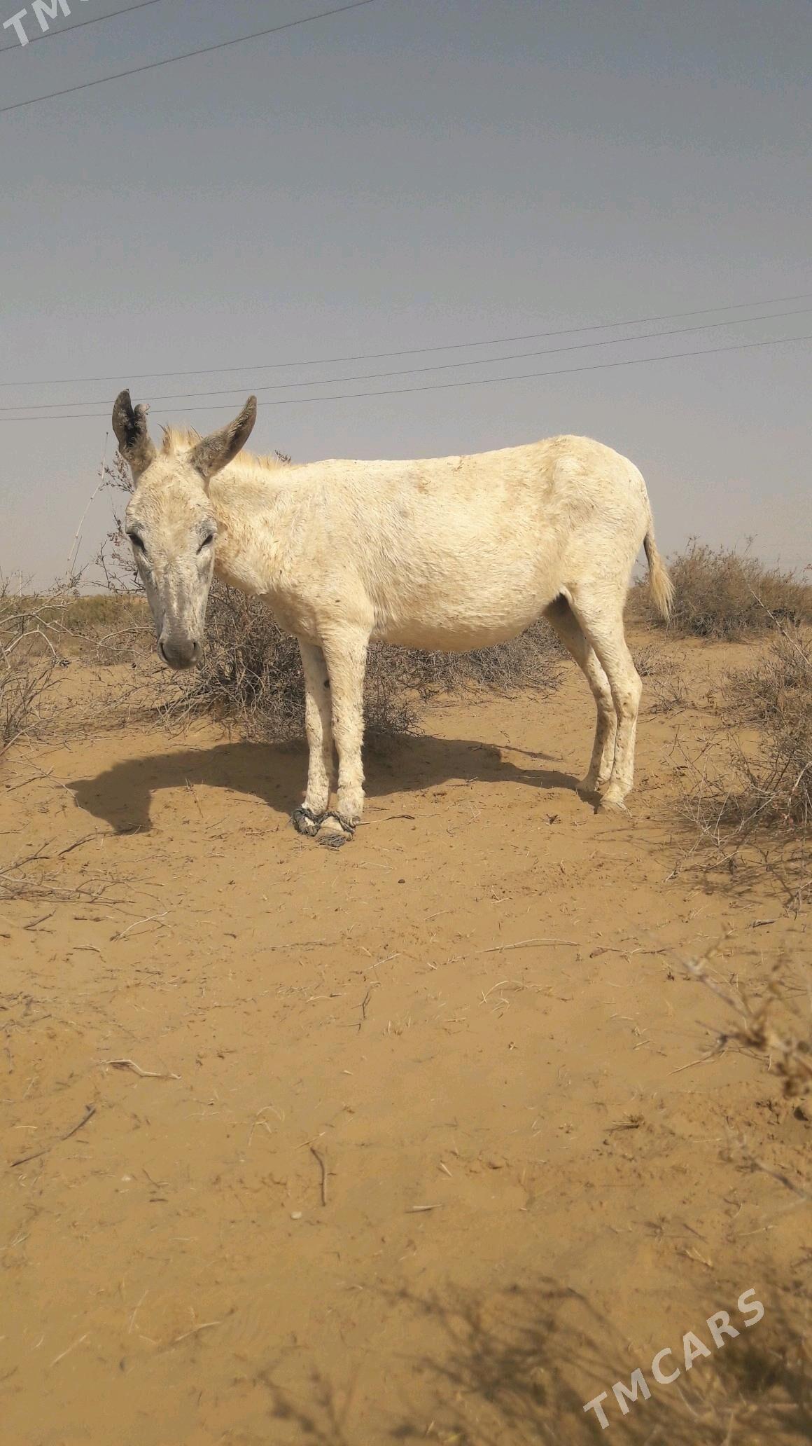 Eşek - Гёкдепе - img 1