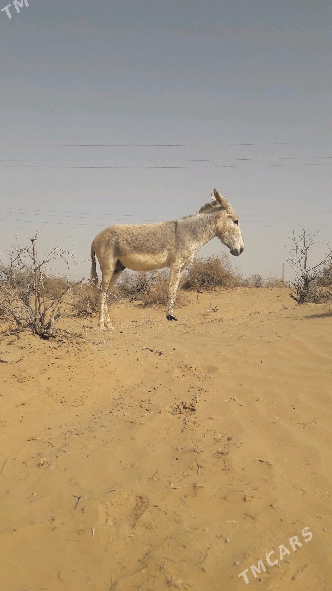 Eşek - Gökdepe - img 5