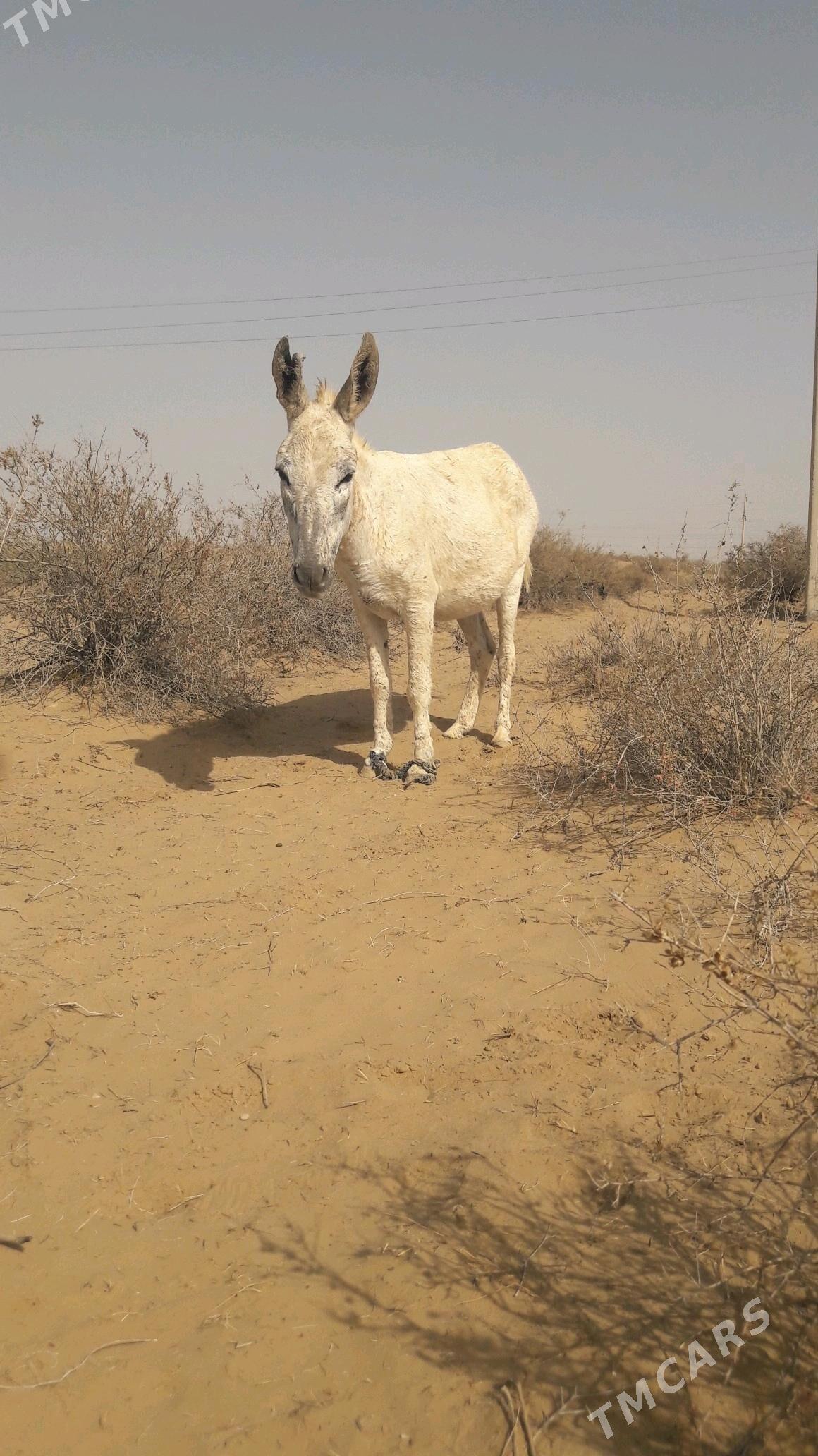 Eşek - Gökdepe - img 4