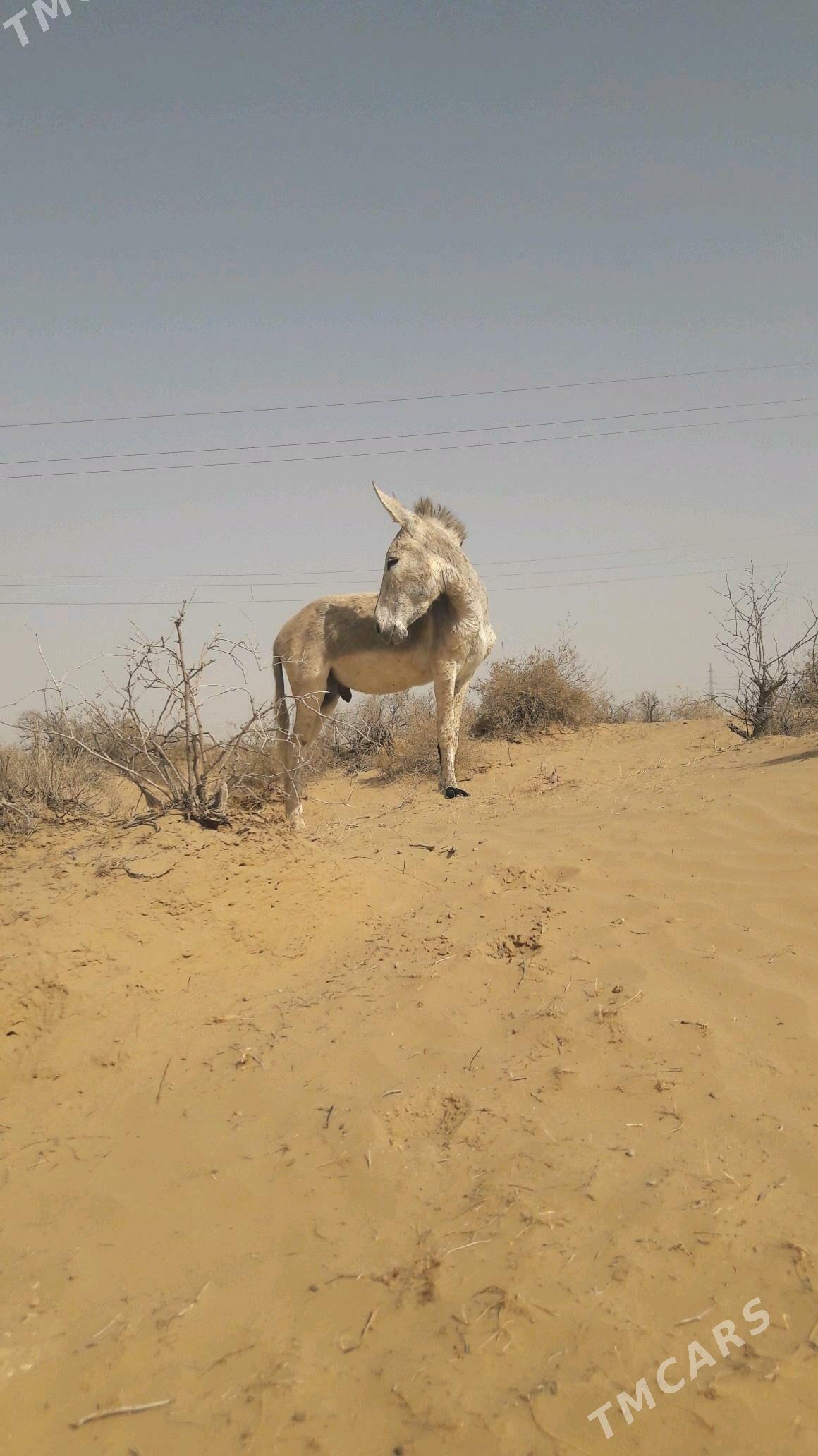 Eşek - Gökdepe - img 6