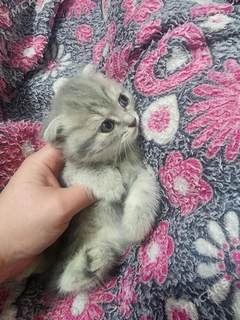 Шотландские котята - Aşgabat - img 7