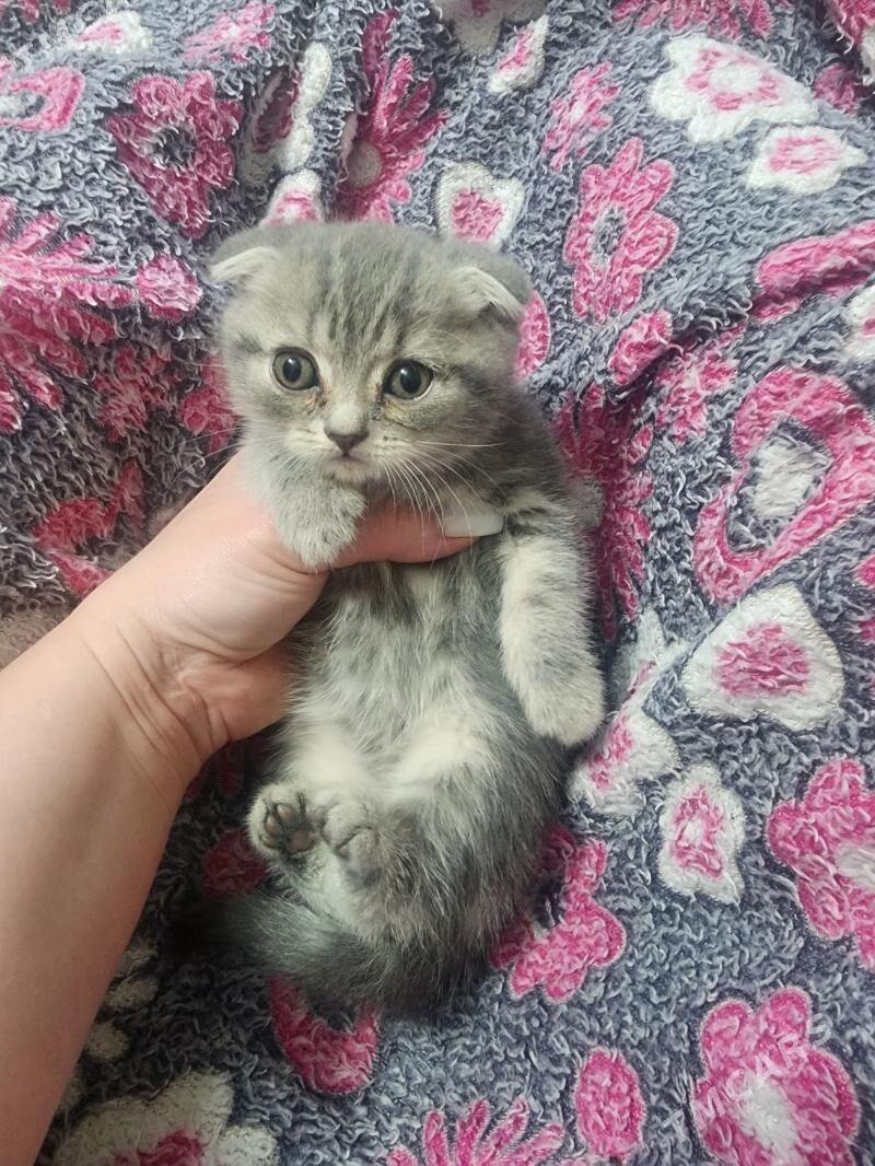 Шотландские котята - Aşgabat - img 3