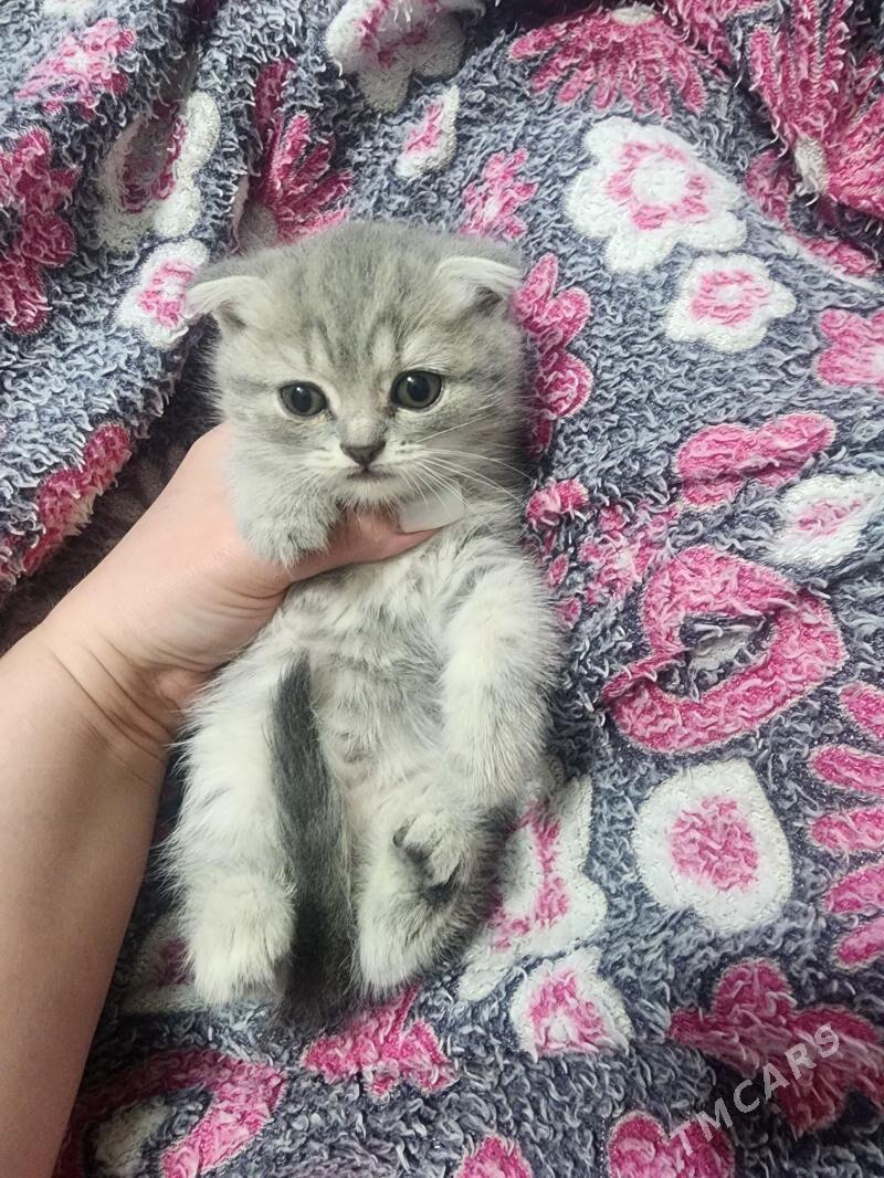 Шотландские котята - Aşgabat - img 4