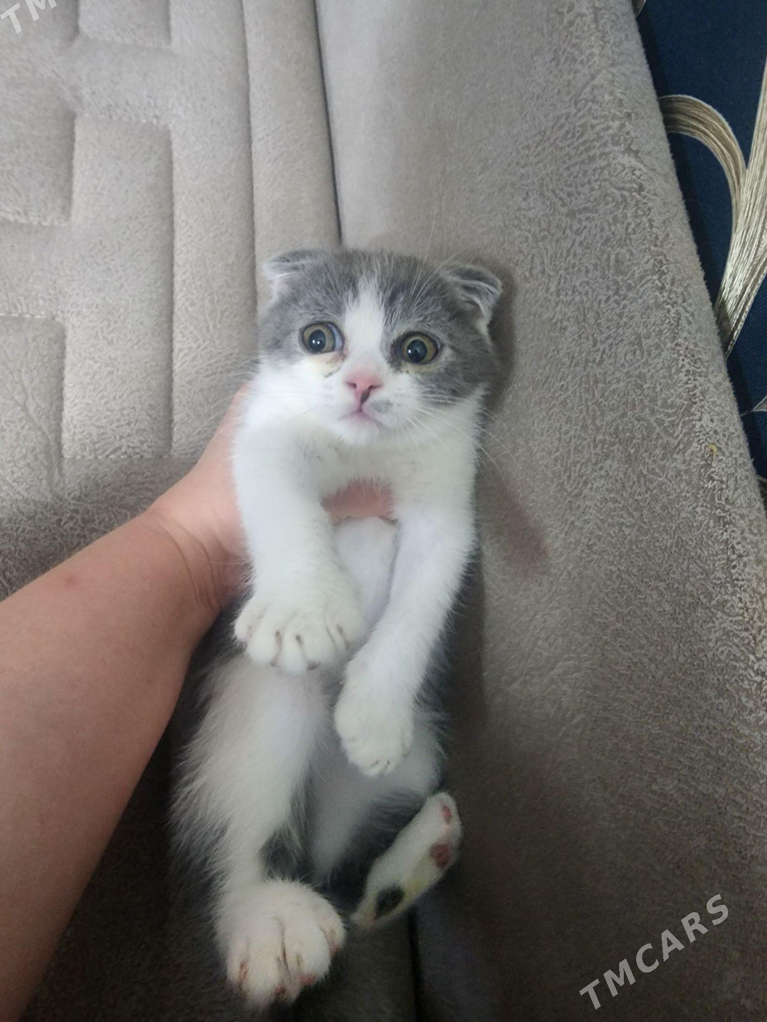 Шотландские котята - Aşgabat - img 1