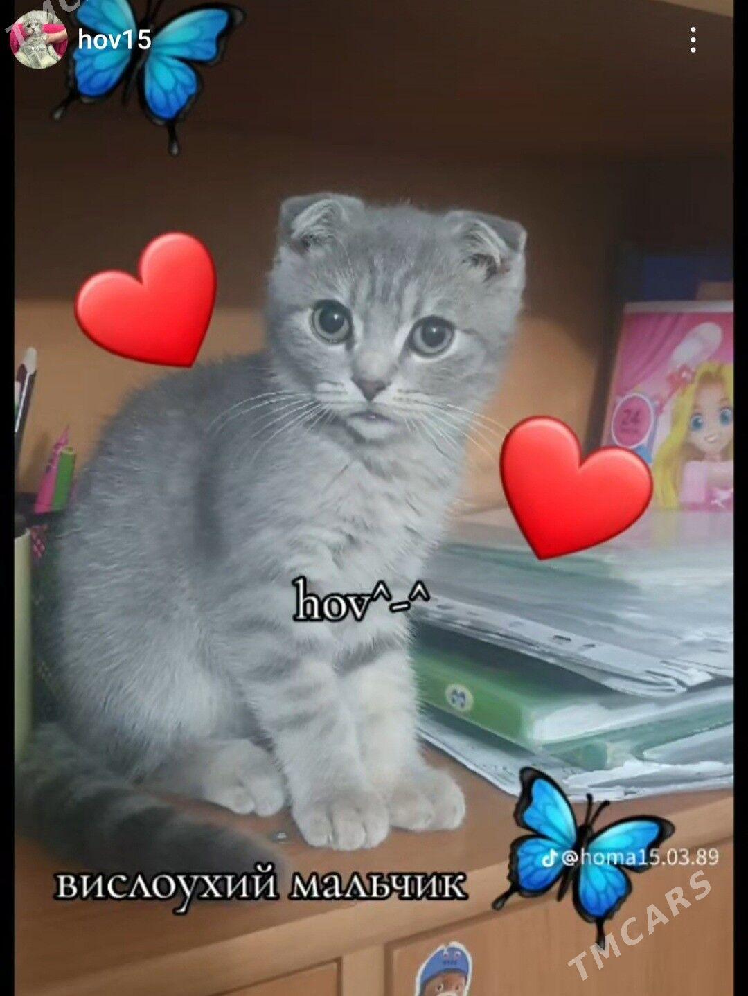 Шотландские котята - Aşgabat - img 5