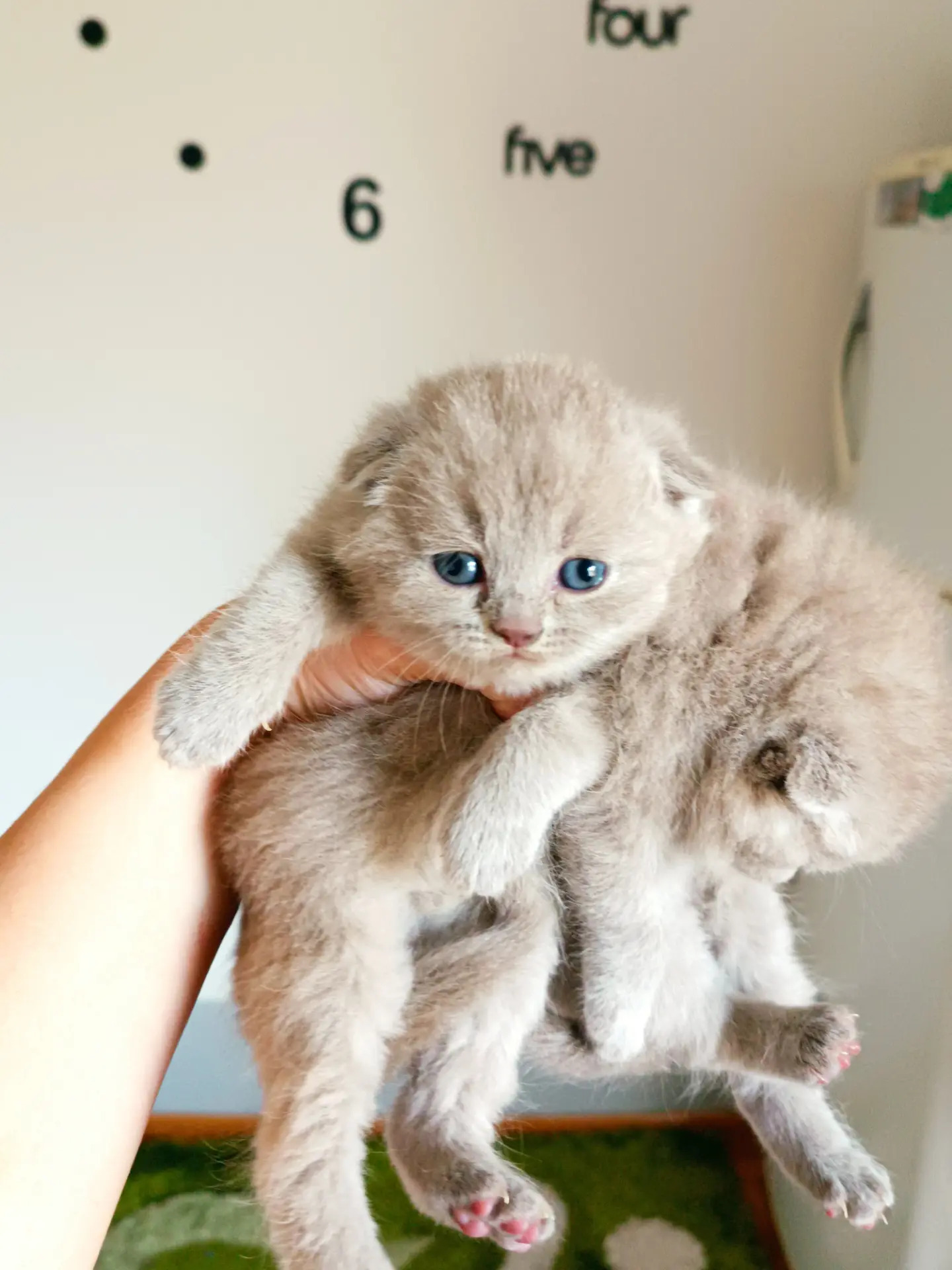 Шотландские котята - Aşgabat - img 1