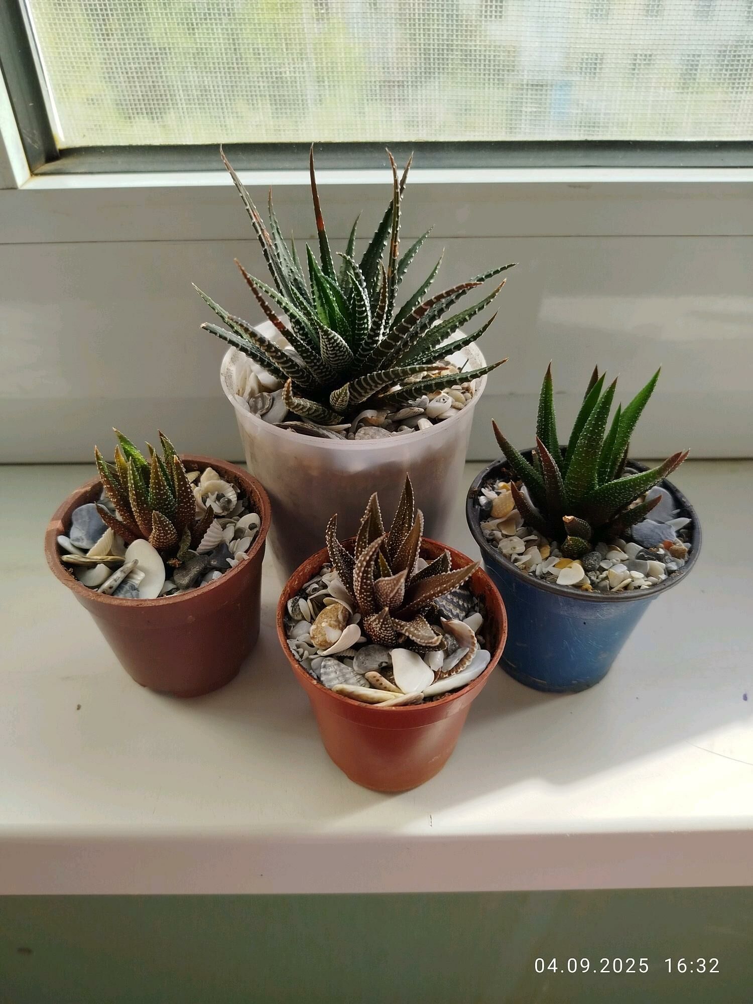 цветы gul скидка - Ашхабад - img 6