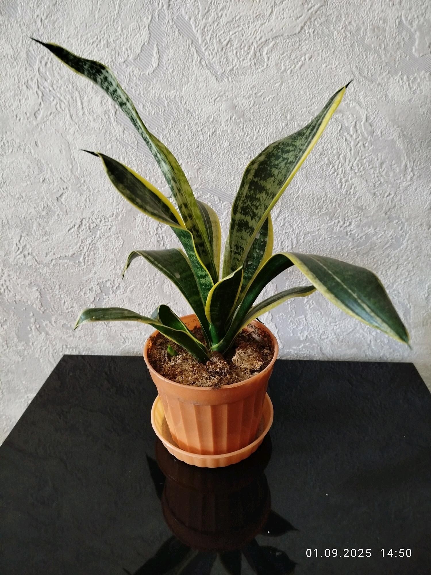 цветы gul скидка - Ашхабад - img 8