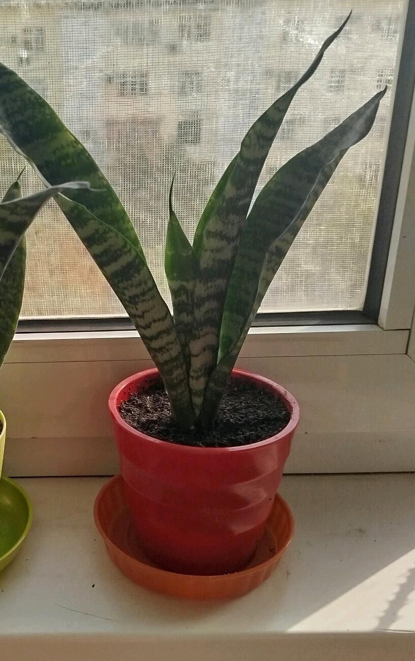 цветы gul скидка - Ашхабад - img 9