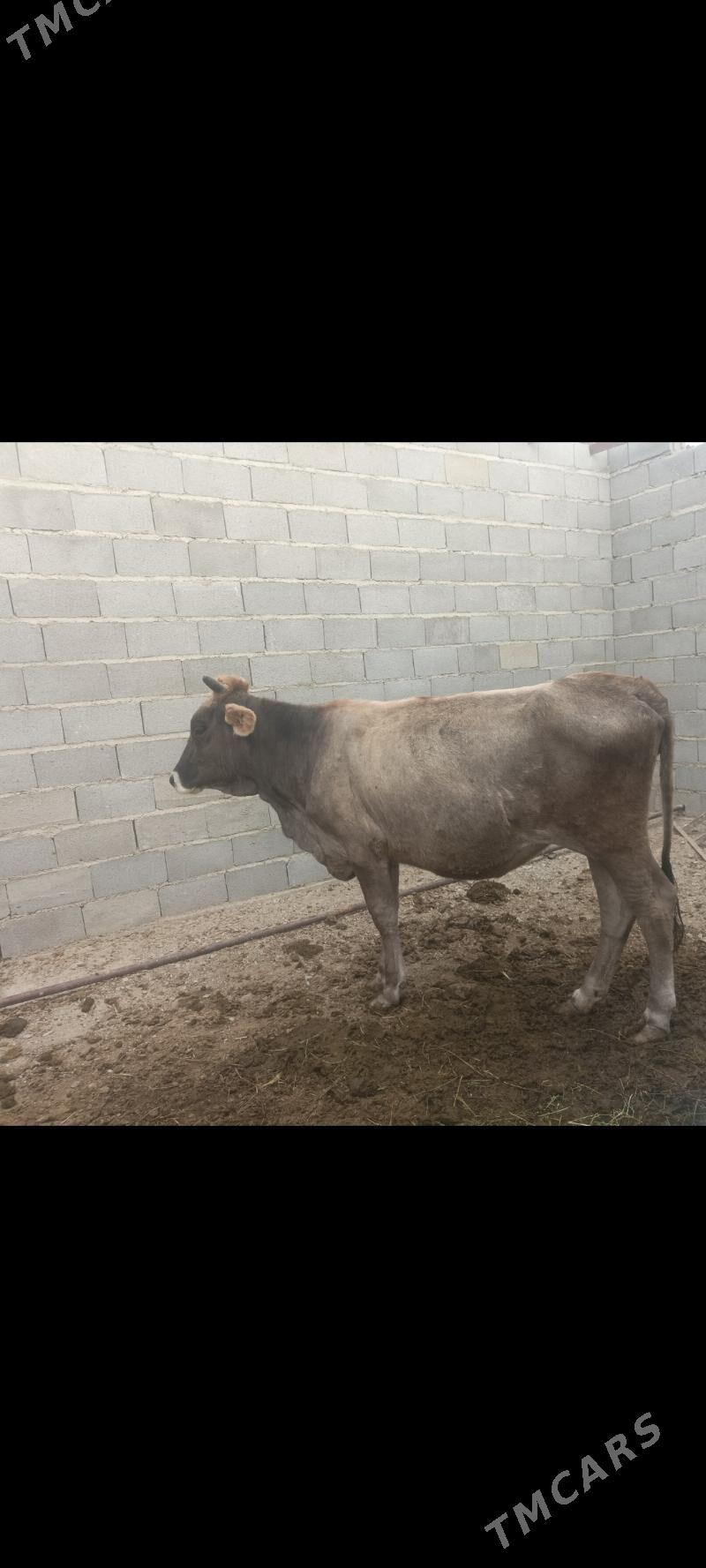 tohum tuwe - Bäherden - img 2