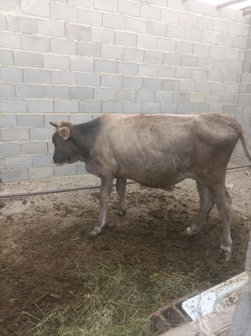 tohum tuwe - Bäherden - img 1