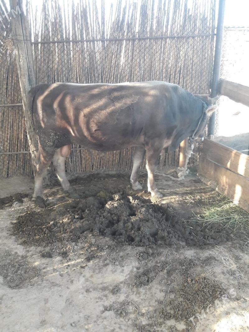 Òkùz - Kaka - img 1