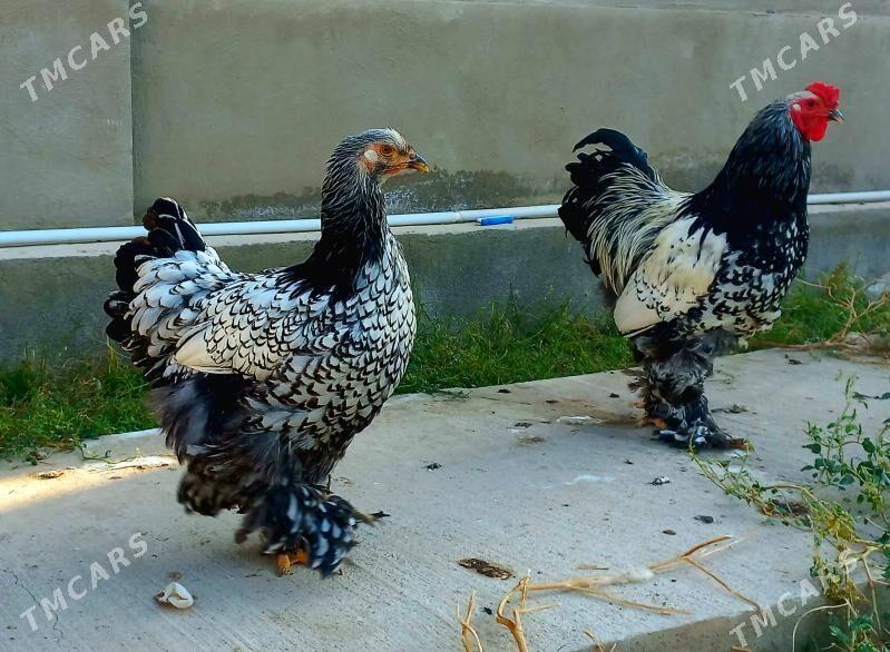 Brama silver - Balkanabat - img 1