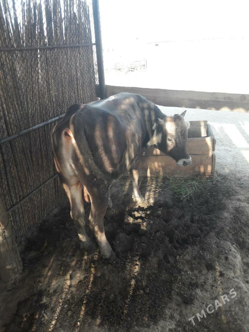 Òkùz - Kaka - img 3