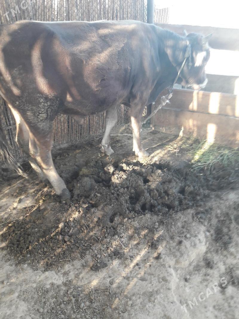 Òkùz - Kaka - img 2