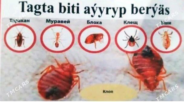 TAGTA BITE derman Дезинфекция - Aşgabat - img 2