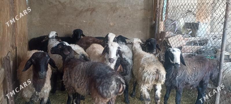 goŷun iśśek - Ruhabat (90-njy razýezd) - img 1