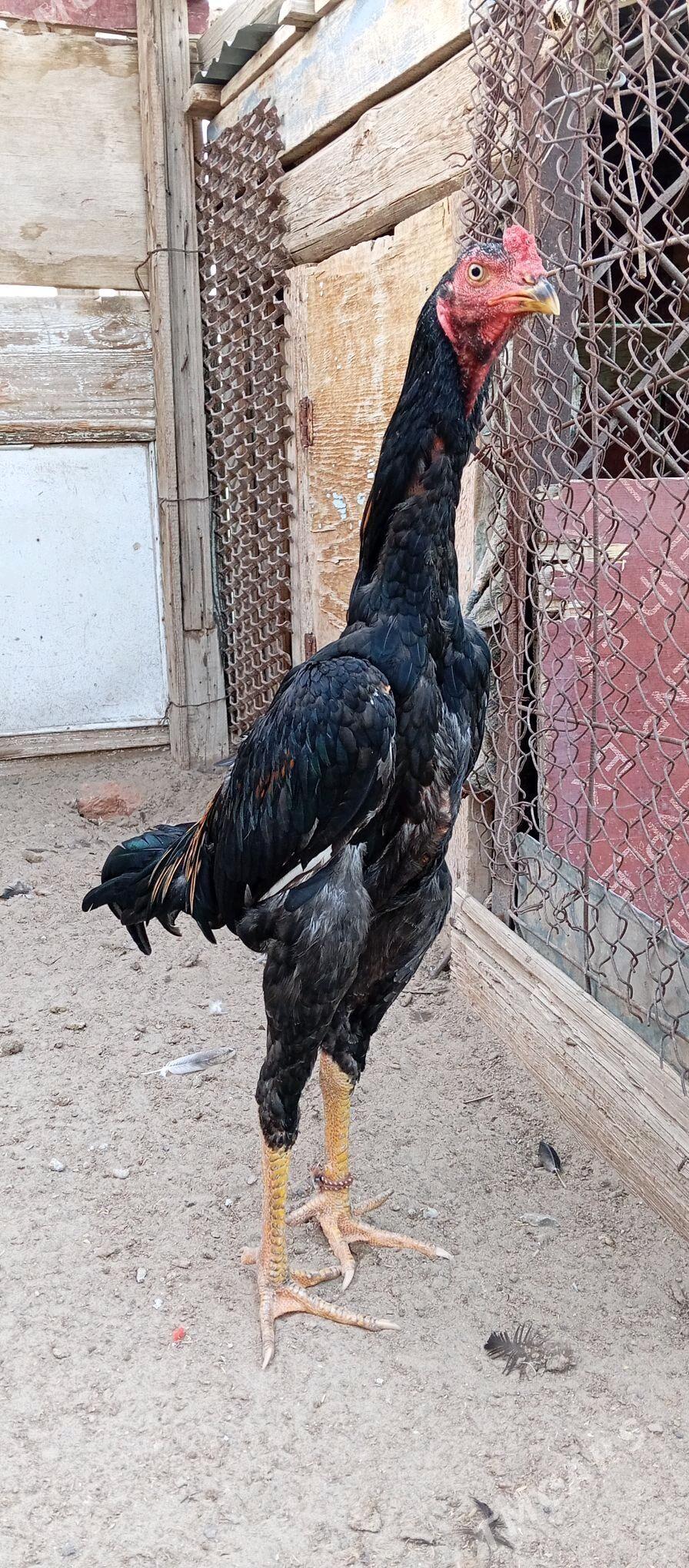 TAŞKENT - Jebel - img 1