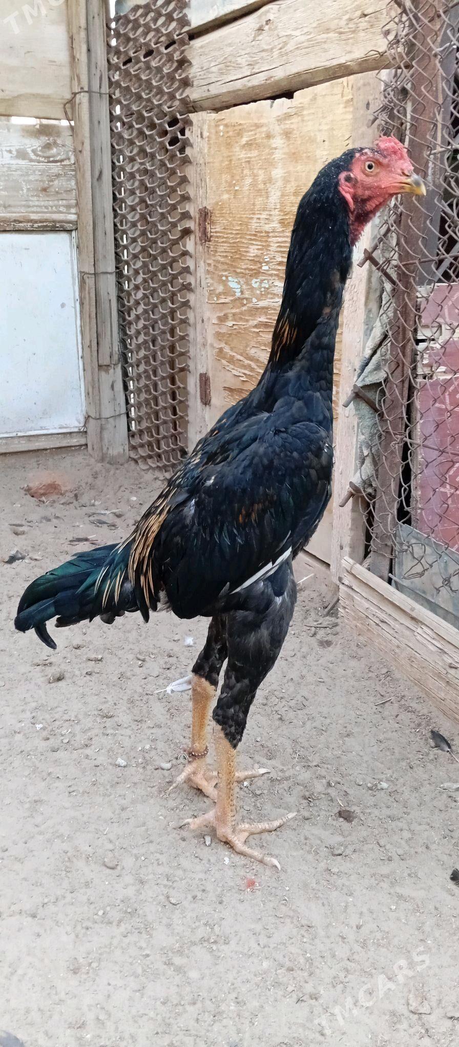 TAŞKENT - Jebel - img 2